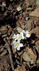 Claytonia multiscapa pacifica