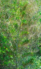 Guadua paniculata