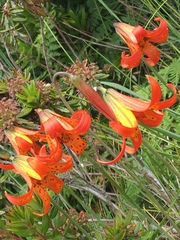 Lilium maritimum
