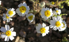 Eriophyllum lanosum
