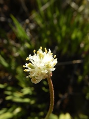 Triantha occidentalis