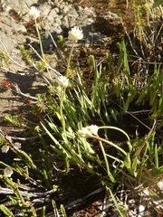 Triantha occidentalis