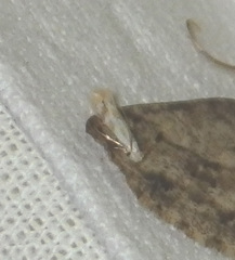 Bucculatrix bechsteinella