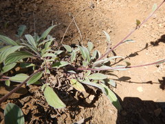 Phacelia leptosepala