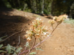 Phacelia leptosepala