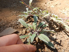 Phacelia leptosepala
