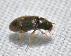 Pelonomus obscurus