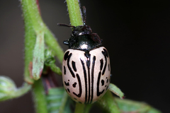 Calligrapha dislocata