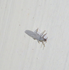 Coniopteryx