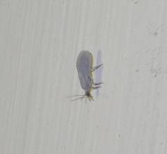 Coniopteryx