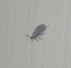Coniopteryx