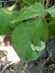 Cameraria guttifinitella