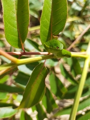 Papilio bianor thrasymedes