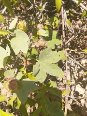 Gossypium tomentosum