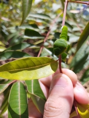 Papilio bianor thrasymedes