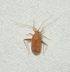 Phytocoris meridionalis