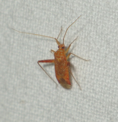 Phytocoris meridionalis