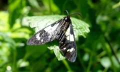 Gnophaela latipennis