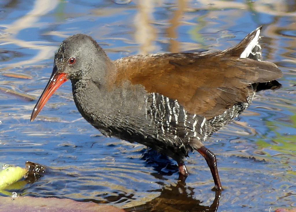 African Rail photo