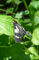 Gnophaela latipennis