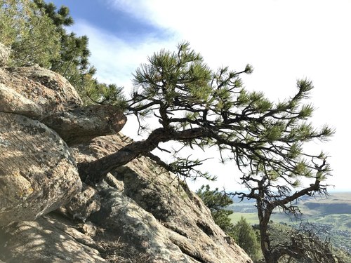 Rocky Mountains Ponderosa Pine