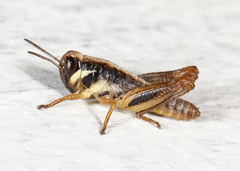 Melanoplus dawsoni