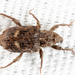 Bagoinae - Photo (c) Tom Murray, some rights reserved (CC BY-NC), uploaded by Tom Murray