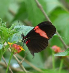 Heliconius erato