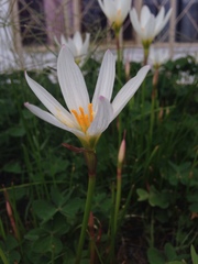 Zephyranthes candida