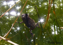 Rhinella spinulosa