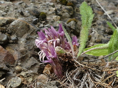 Aphyllon californicum californicum