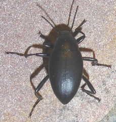 Eleodes fusiformis