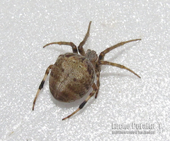 Araneus omnicolor