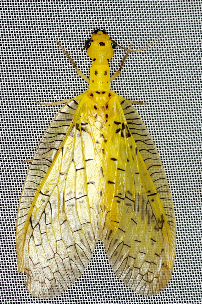 Chloronia hieroglyphica
