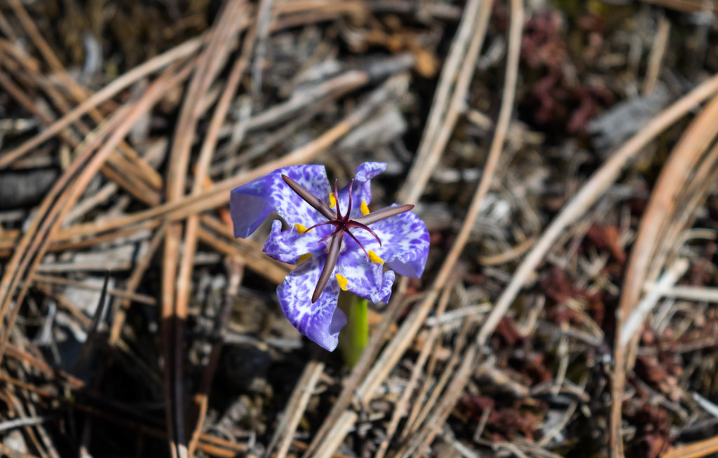 Tigridia durangensis