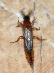 Phengodidae