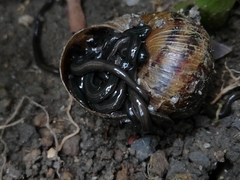 Continenticola