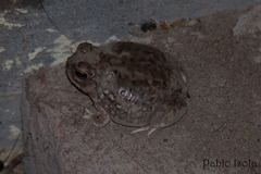 Pleurodema nebulosum