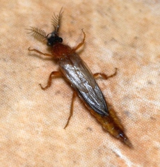 Phengodidae