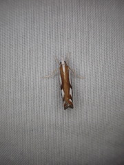 Catoptria latiradiellus