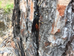 Urocerus cressoni