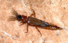 Phengodidae