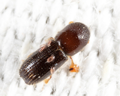 Xyleborinus saxesenii