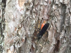 Urocerus cressoni
