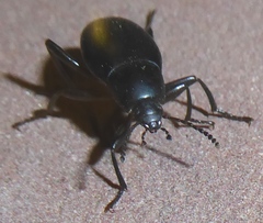 Eleodes fusiformis