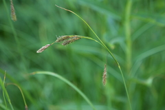 Carex spectabilis