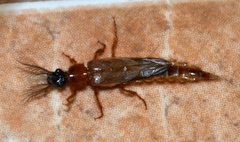 Phengodidae