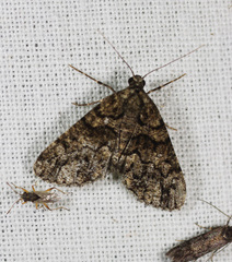 Lipogya exprimataria