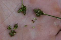 Carex pachystachya
