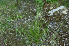Carex pachystachya